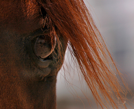 A Soft Eye