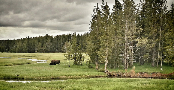 Yellowstone Bison